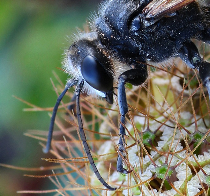 Sphecidae:  Palmodes cfr. occitanicus, maschio